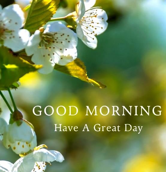 Delicate white cherry blossoms frame the morning sunlight, overlaid with the text "GOOD MORNING — Have A Great Day." The image's uplifting, fresh-start vibe complements the post's greeting, pairing the optimism of spring blooms with the community's motivation to tackle coffee, charts, and a productive trading day.