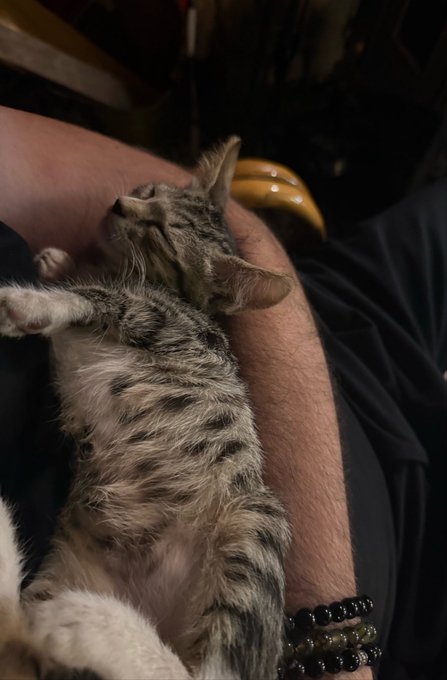 A small tabby kitten lies on its back asleep on a person's lap, with the person's beaded bracelet visible on their wrist.