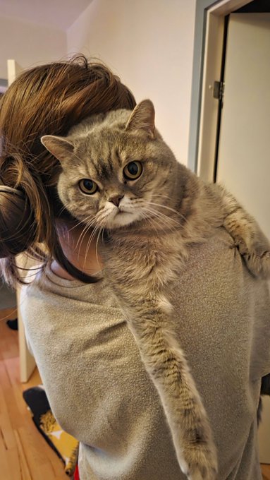 A person with brown hair holding a gray tabby cat on their shoulder; the cat stares at the camera with wide eyes.