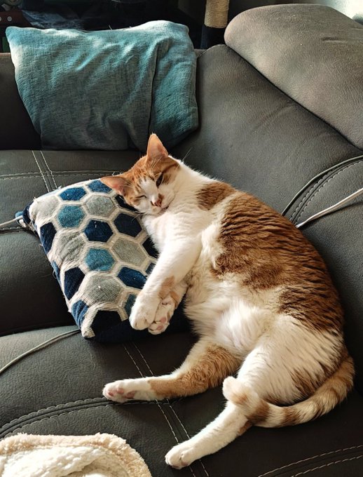 An orange and white tabby cat sleeping peacefully on a black leather couch with its head resting on a blue and white hexagonal-patterned pillow.