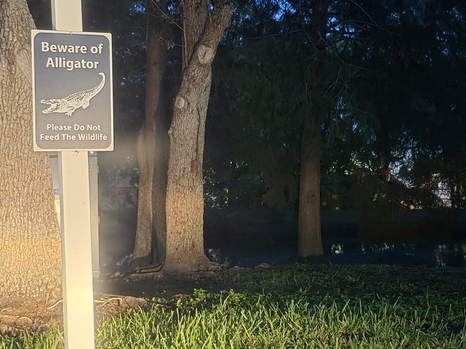 iced water and a sign warning of alligators, with trees and bushes in the background.