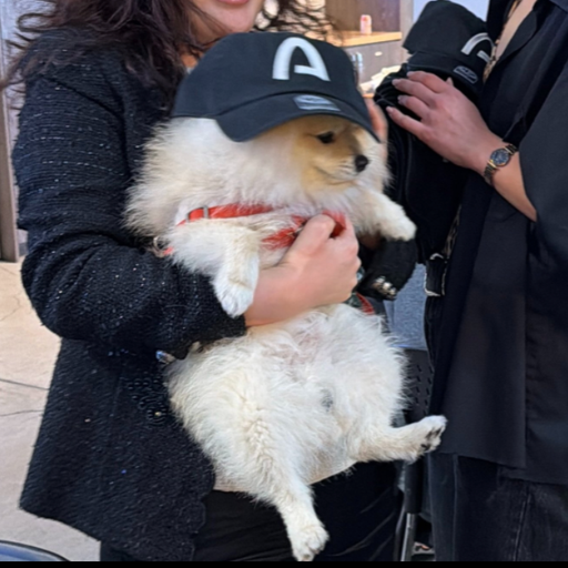 A fluffy white Pomeranian dog wearing a black baseball cap with a white 'A' logo is being held in a person's arms outdoors.
