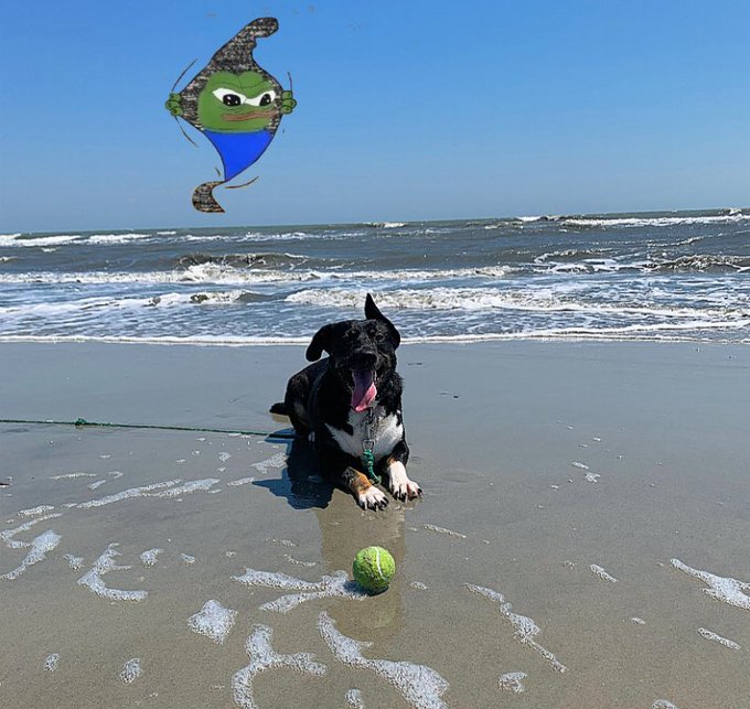 A black and white dog lying on a sandy beach with its tongue out, with a tennis ball in the foreground and a digital drawing of Pepe the Frog added to the sky.