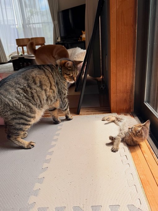 Two cats are in a home interior with a tiled floor; a larger tabby cat stands while a smaller cat lies on its back, with a TV and furniture visible in the background.