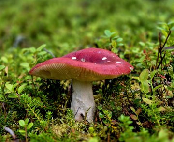 A red mushroom with a white-spotted cap stands among green moss and foliage.