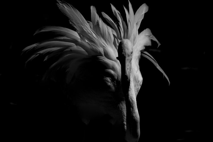 A dramatic black-and-white close-up shows the head and flowing plumage of a pelican-like bird against a dark background.