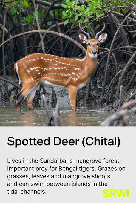 An infographic titled 'Spotted Deer (Chital)' with the logo '$RWI', showing a deer in the Sundarbans mangrove forest, described as prey for Bengal tigers and able to swim between islands.
