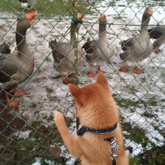A reddish-brown dog with a black collar stands on its hind legs behind a chain-link fence, watching a flock of geese on snowy ground.
