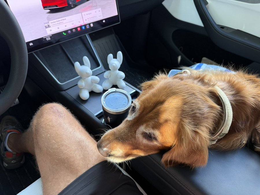 A long-haired dachshund rests its head on a person's denim-clad lap inside a Tesla, with two balloon dog figurines sitting on the center console near a coffee cup, while the touchscreen displays music playing.