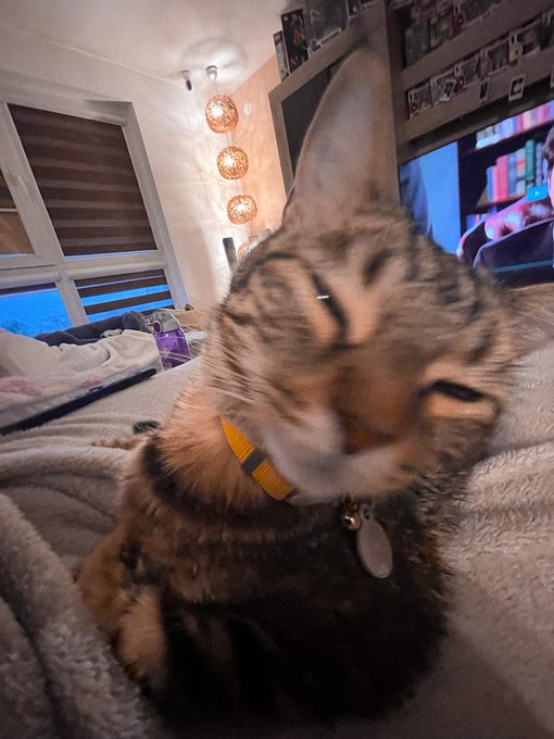 A close-up photo of a tabby cat with its eyes closed, wearing a yellow and navy collar with a tag, sitting in a cozy room with a TV in the background.