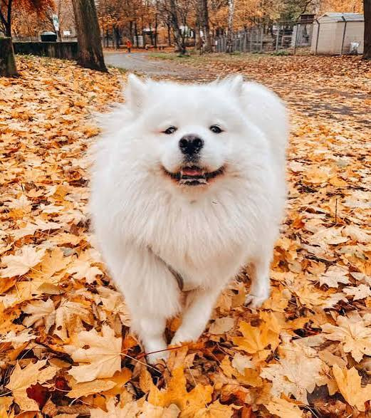 A fluffy white Samoyed named Maya stands happily amid a vibrant carpet of fallen autumn leaves, perfectly capturing the cheerful "meme farming" energy of the $MAYA Solana token launch.