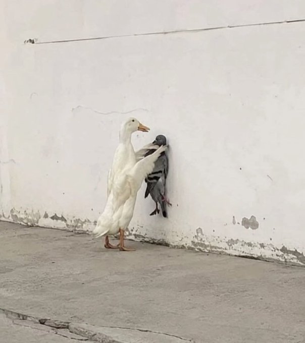 A white duck stands on a concrete surface against a weathered wall, pressing a gray pigeon against the surface with its body.