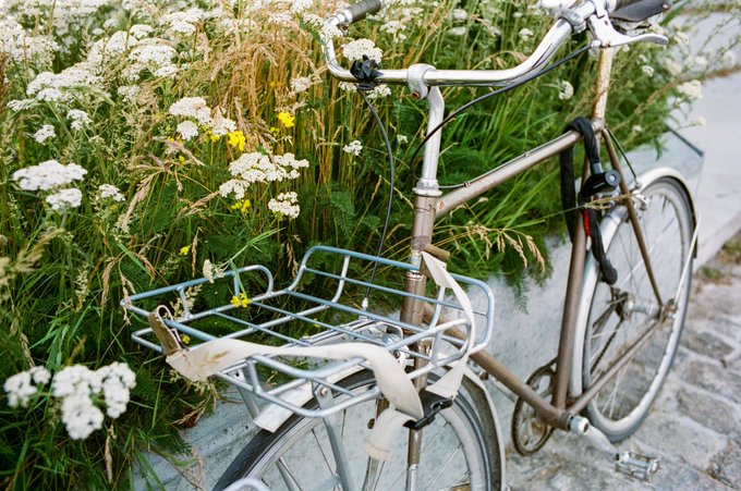 A vintage-style bicycle with a silver front basket leaning against a low stone wall, surrounded by lush green grass and white wildflowers.