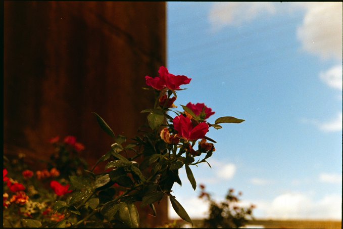 A photograph of red rose blooms with green foliage in the foreground, set against a blue sky with scattered clouds and a dark wooden structure on the left.