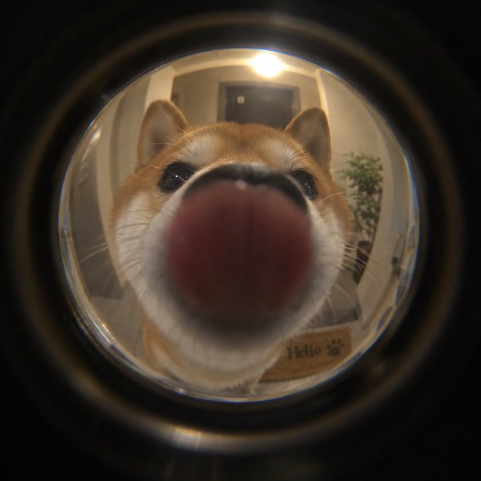 A shiba inu dog is photographed through a peephole, with its nose prominently filling the center of the frame; a 'Hello' doormat is partially visible behind it.