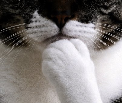 A close-up photograph captures a tabby and white cat with its paw raised thoughtfully near its mouth in a contemplative pose.