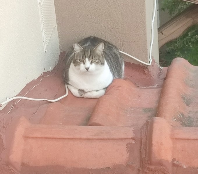A chubby tabby and white cat sitting in a loaf position on red roof tiles, tucked into a corner near a wall.