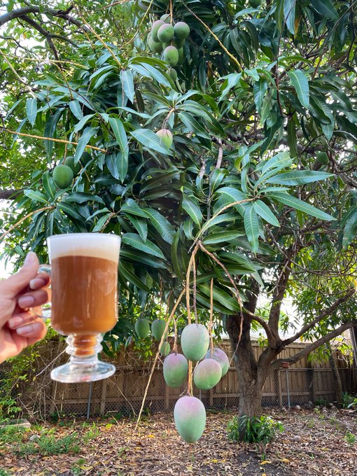 A hand holding a glass mug of an amber beverage in front of a mango tree laden with green and slightly blushing fruit.