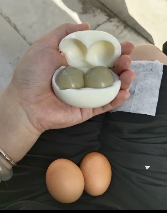 A hand holds a white egg that has been opened to reveal four yolks inside, with two normal brown eggs visible below on dark clothing.