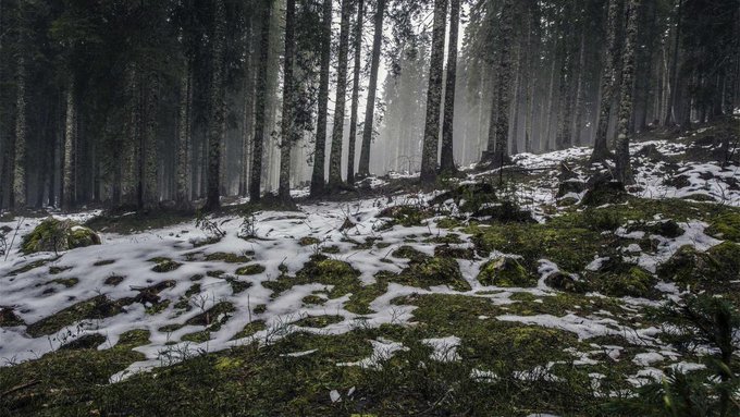 A misty forest landscape with tall trees and a ground covered in patches of snow and green moss.