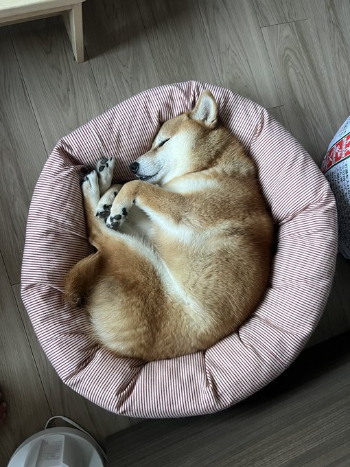 A Shiba Inu named Daphnia curls up into a tight ball while sleeping in a pink and white striped round pet bed on a wooden floor, embodying the breed's famously curled-up "Shiba snooze" pose.