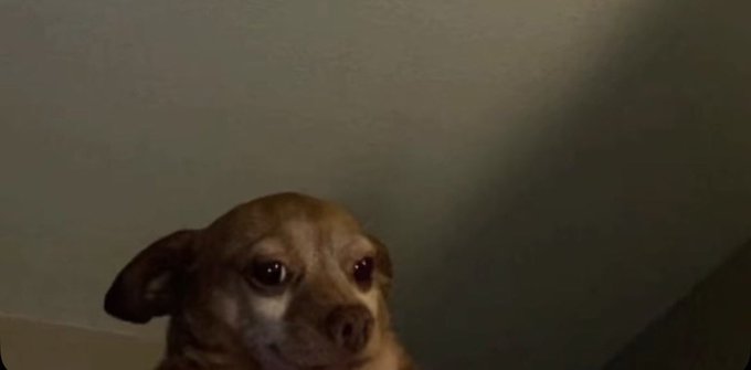 A small brown dog with large dark eyes looks up at the camera in dim lighting, with a shadowy wall visible in the background.