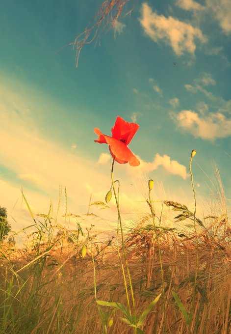 A vibrant red poppy flower stands tall on a slender green stem against a teal and yellow sky with scattered clouds, surrounded by a meadow of golden grass.