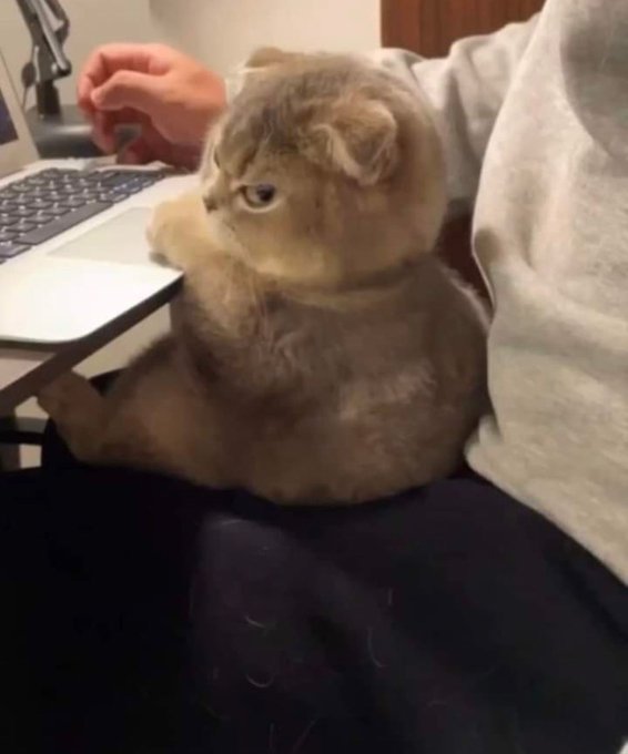 A chubby tan cat with squinty eyes sits on a person's lap, with one paw resting on a laptop keyboard as the person types behind it. The image humorously illustrates the "why are you trying to trade while I sit on you" frustration of trying to make trades when your pet wants attention, particularly painful when watching someone else profit big while you're distracted.