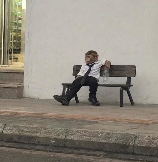 A small monkey dressed in a white shirt, black tie, and black trousers sits on a wooden bench with crossed legs, next to a water bottle, in a humorous surrealist scene.