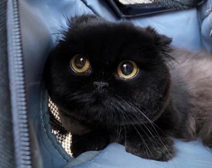 A black kitten with large, glossy yellow eyes peers up from a pet carrier, its tiny chin resting on a paw. The cute, wide-eyed "lock-in" pose cleverly mirrors the post's talk of a token being "locked in" within upgraded tokenomics—suggesting that $PONS holders are in something worth keeping a close eye on.