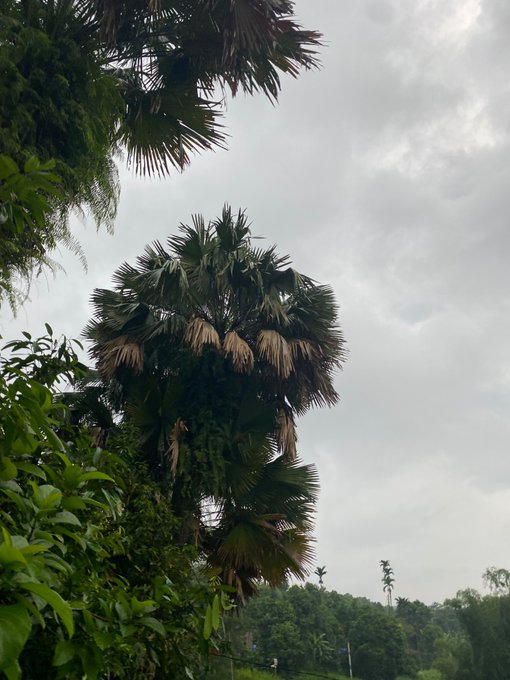 A tall palm tree stands against a cloudy, overcast sky with green foliage visible in the foreground.