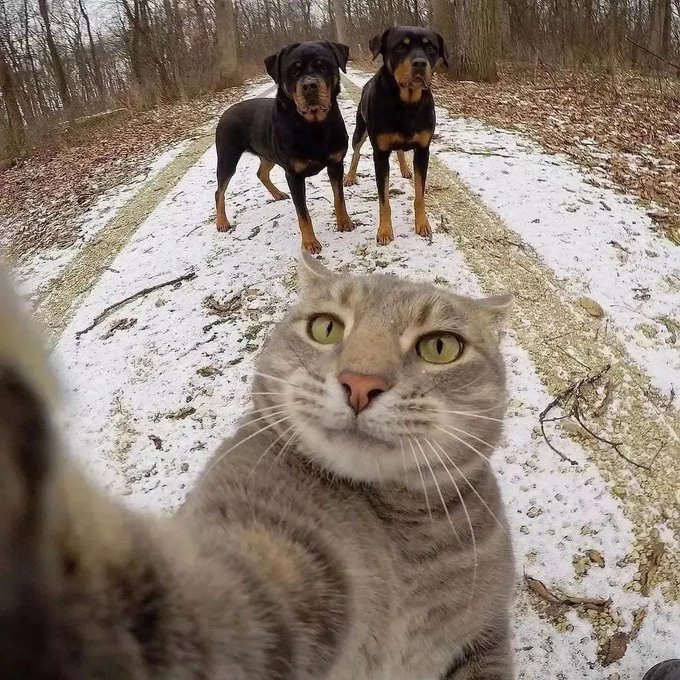 A gray cat takes a confident selfie in the foreground while two Rottweilers stand alert in the snow-covered background, capturing the playful "cats vs. dogs" rivalry referenced in the post's comparison of cat-themed vs. dog-themed meme tokens on Robinhood.