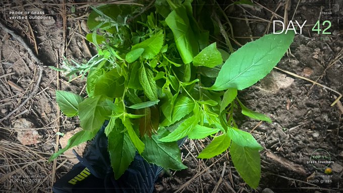 The image shows a plant with green leaves, possibly a type of mint or basil, growing out of the ground. The plant appears to be healthy and well-tended, as evidenced by its lush foliage. The background features a dirt area, which further emphasizes the presence of the plant in the foreground. The post also contains text that reads "Day 42" and "Proof Of Grass", possibly indicating the date or the type of plant being discussed.
