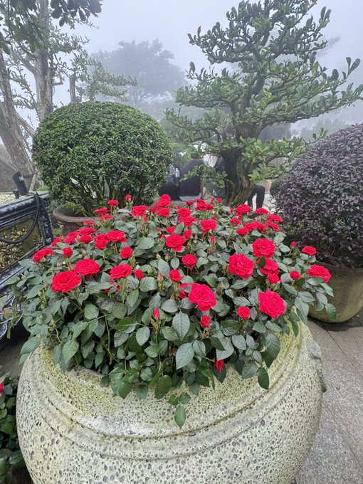 A large round stone planter filled with vibrant red roses sits in a misty outdoor garden, with sculpted bushes and trees in the background.