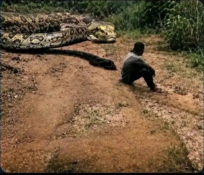A person sits on the ground facing an enormous snake (likely a titanoboa or very large python) coiled on a dirt path in a wooded area.