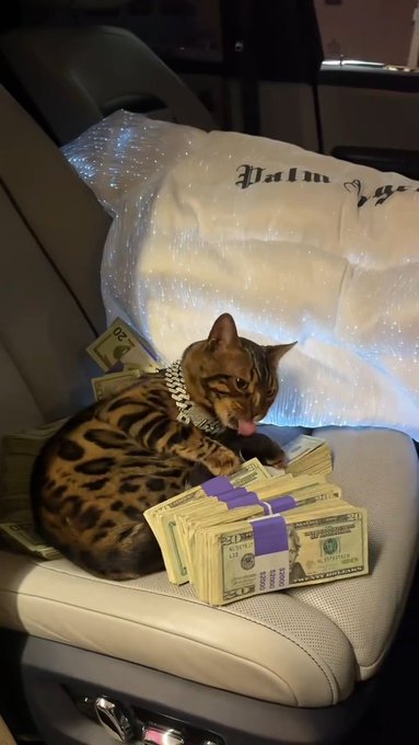 A Bengal cat wearing a chain collar lounges on a car seat next to stacks of US dollar bills bound with purple straps, with a palm pillow visible in the background.