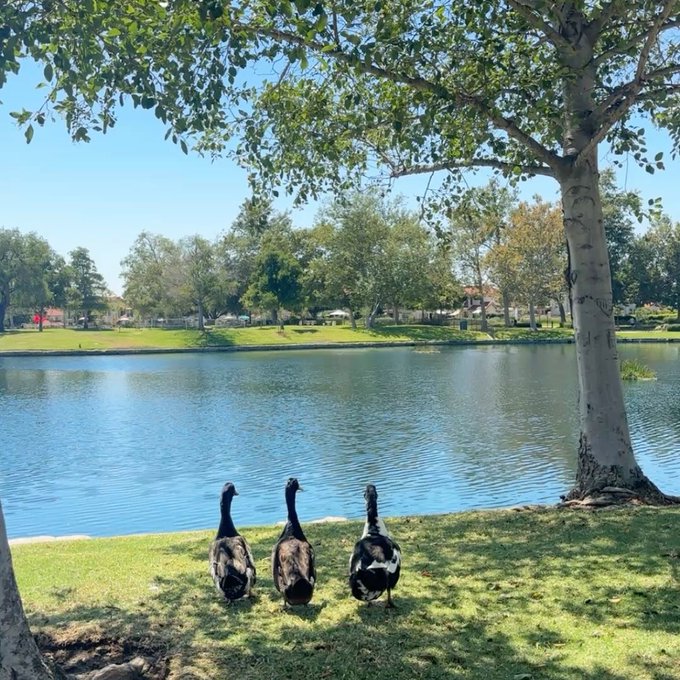 Three ducks stand on the grassy bank of a pond beneath a large tree in a sunny park, with trees and buildings visible in the distance.