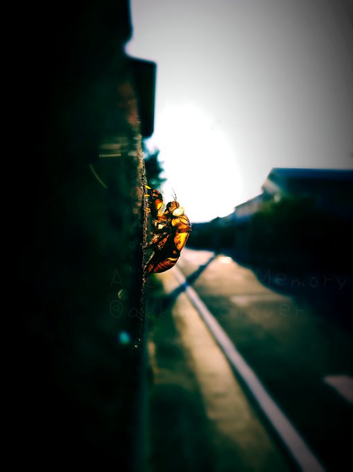 A close-up photograph of a bee clinging to the edge of a wall, backlit by the sun, with train tracks blurred in the background and text 'Add More' visible.