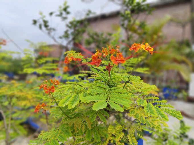 Vibrant orange blossoms bloom atop lush green fern-like foliage on a sunny, tropical morning, capturing the warm, humid atmosphere of the day. The bright flora reflects the lively, upbeat spirit of a community greeting the day with enthusiasm.