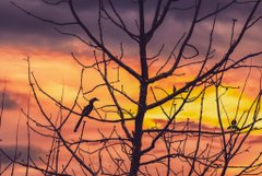 A silhouetted tree with bare branches framing a vibrant orange and yellow sunset sky.