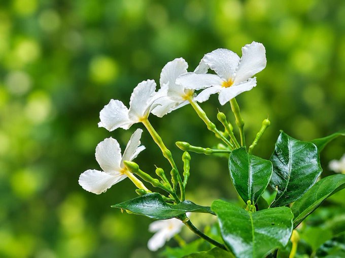 A close-up of a cluster of white plumeria flowers with yellow centers, covered in water droplets, set against a blurred green foliage background.