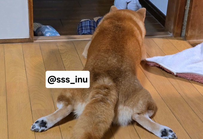 A Shiba Inu lies flat on a wooden floor with its hind legs splayed out behind it, facing a doorway. The text "@sss_inu" appears on the image, likely the dog's social media handle, fitting the "Good night~~" caption as a cozy end-of-day scene.