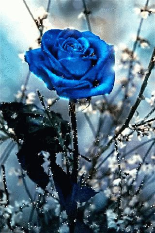 The image features a close-up view of a blue rose in front of blurred branches, set against a backdrop of snow falling. The background appears to be a combination of white trees with blue skies. There are several smaller blurry images placed around this main image that further enhance its visual appeal and provide context about the post's subject matter.