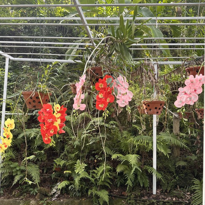 A garden scene featuring hanging baskets of colorful orchids in red, pink, and yellow suspended from a white metal pergola structure, surrounded by lush green ferns and tropical foliage.