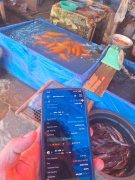 A hand holding a smartphone displaying a trading or financial app, with koi fish swimming in a blue tarp pond visible in the background.