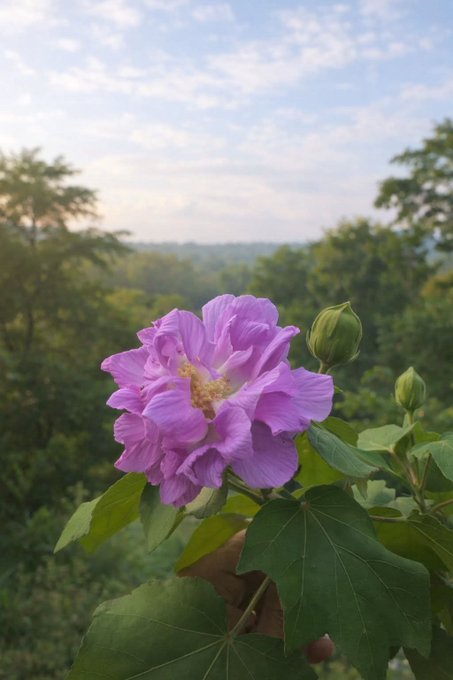 A close-up photo of a pink/purple flower in full bloom with unopened buds, set against a backdrop of green trees and a partly cloudy sky at what appears to be sunset or sunrise.