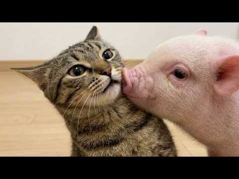 The image features a cat sitting next to a small pig, both of them appearing to be kissing each other's noses. The cat has its mouth open wide while the pig has its nose close together with its pink snout touching the cat's white nose. The background is blurred and out of focus, drawing attention to the interaction between the two animals.