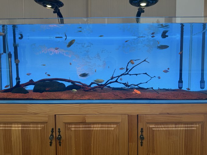 A long fish tank sits atop a wooden cabinet, with various fish swimming among branches and rocks against a bright blue background. The image captures the user's moment of reflection in front of the aquarium, illustrating their comparison between the carefree life of fish and the constant attention-checking demands of their online posts about crypto versus personal life updates.