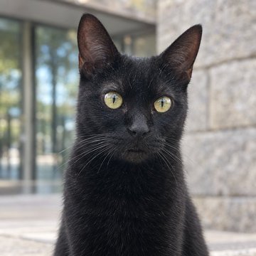 A close-up portrait of a black cat with bright yellow-green eyes sitting outdoors against a stone wall background.