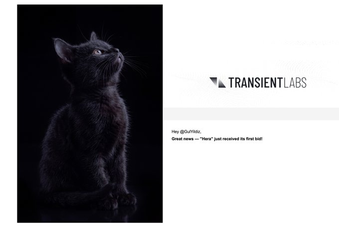 A notification from TRANSIENT LABS addressed to @GuYildiz announcing that the artwork 'Hera' just received its first bid, featuring an image of a black kitten looking upward.